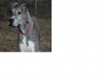 Blue Merle Great Dane