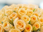 Bouquet of yellow roses