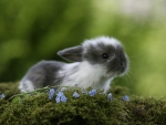 Little Rabbit