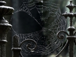 Spider web