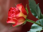 Rose Bud