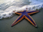 Purple and Orange Starfish