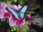 BUTTERFLY AND FLOWERS