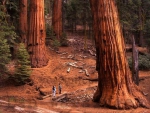 Redwoods