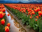 Tulips Fields