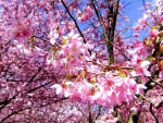 Beautiful Cherry Blossoms