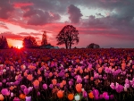 Tulips field at sunset
