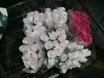 Pink RoseBuds