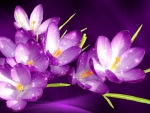 Crocuses background