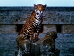 Jaguar at Mayan Temple