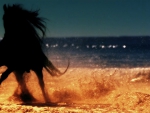 Silhouette of a black stallion on the beach
