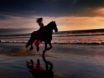 Beauty galloping along the shore