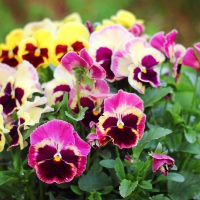 pansies