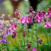 aquilegia