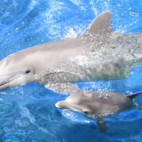 Baby Dolphin