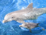 Baby Dolphin