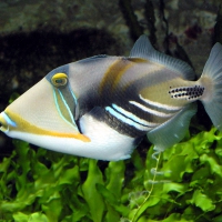Reef Fish