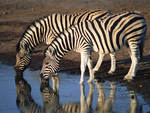 Two Zebras Drinking From a Lake