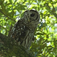 Owl on a Branch