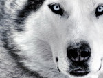 Siberian Husky Face - Close Up