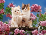 Two cute kittens and flowers