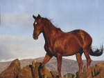 Horse