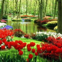Keukenhof Garden