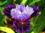 The beautiful Iris
