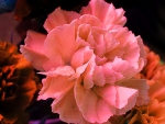 The beautiful carnation