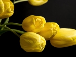 Yellow Tulips