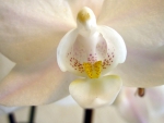 Orchid