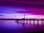 Purple Evening