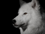 Arctic Wolf