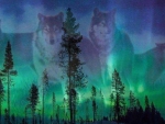 Aurora Borealis Wolves