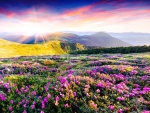 Rhododendron flowers in the mountains