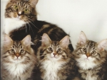 A cat family