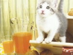 A kitten with juice