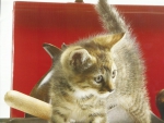 Kitten