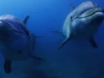 Dolphins up close