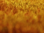 Fields of gold
