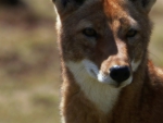 Ethiopian Wolf