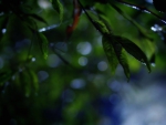 Raindrops on leaves