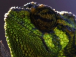 Chameleon