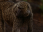 Baboon closeup