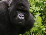 Silverback Gorilla Closeup
