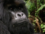 Silverback Gorilla Closeup