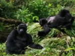 Gorillas