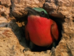 African Bee eater