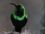African Sunbird