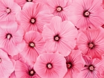Pink Flowers